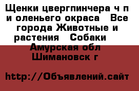 Щенки цвергпинчера ч/п и оленьего окраса - Все города Животные и растения » Собаки   . Амурская обл.,Шимановск г.